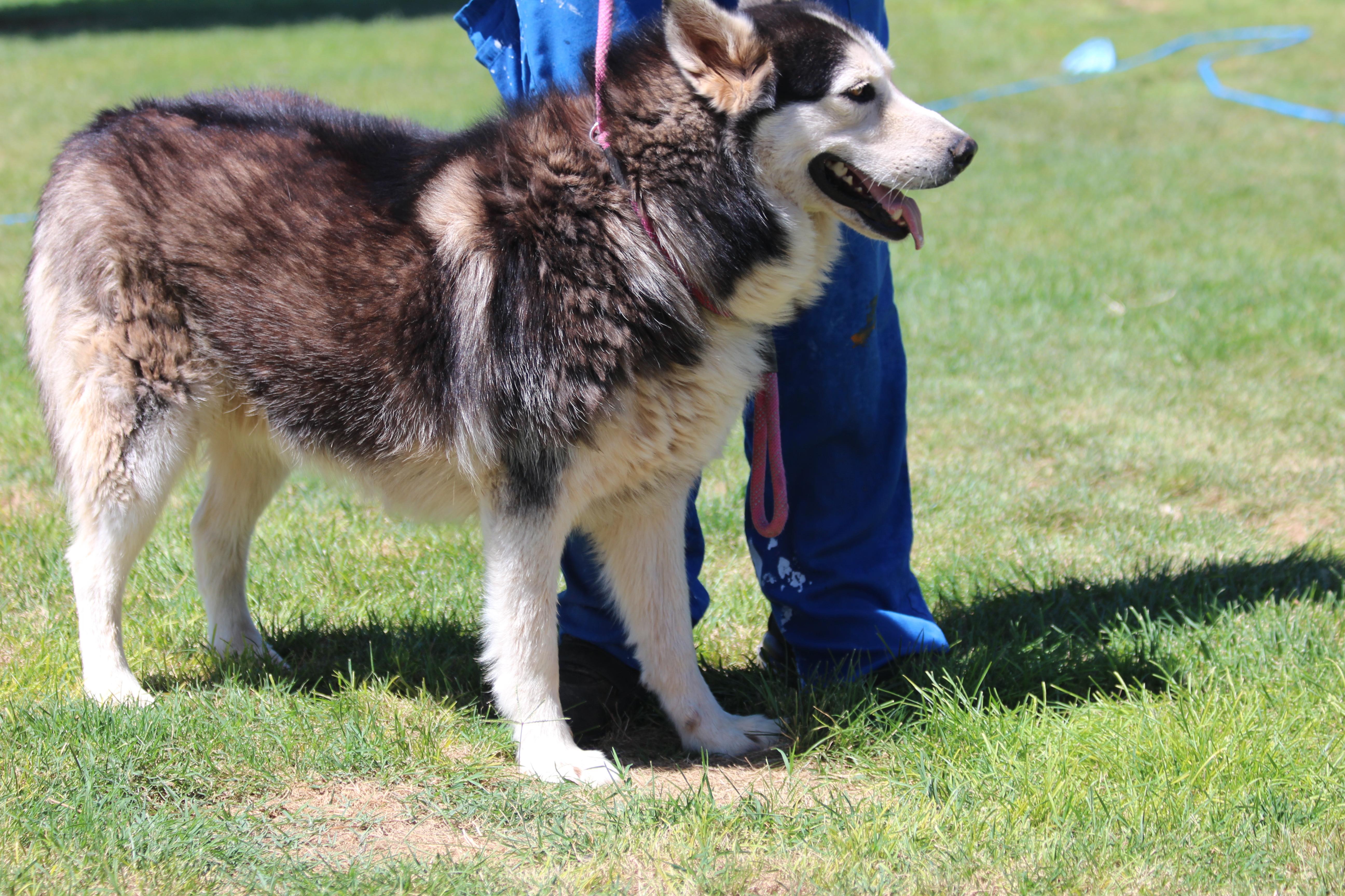 BARNABY, an adoptable Siberian Husky in Pearce, AZ, 85625 | Photo Image 5