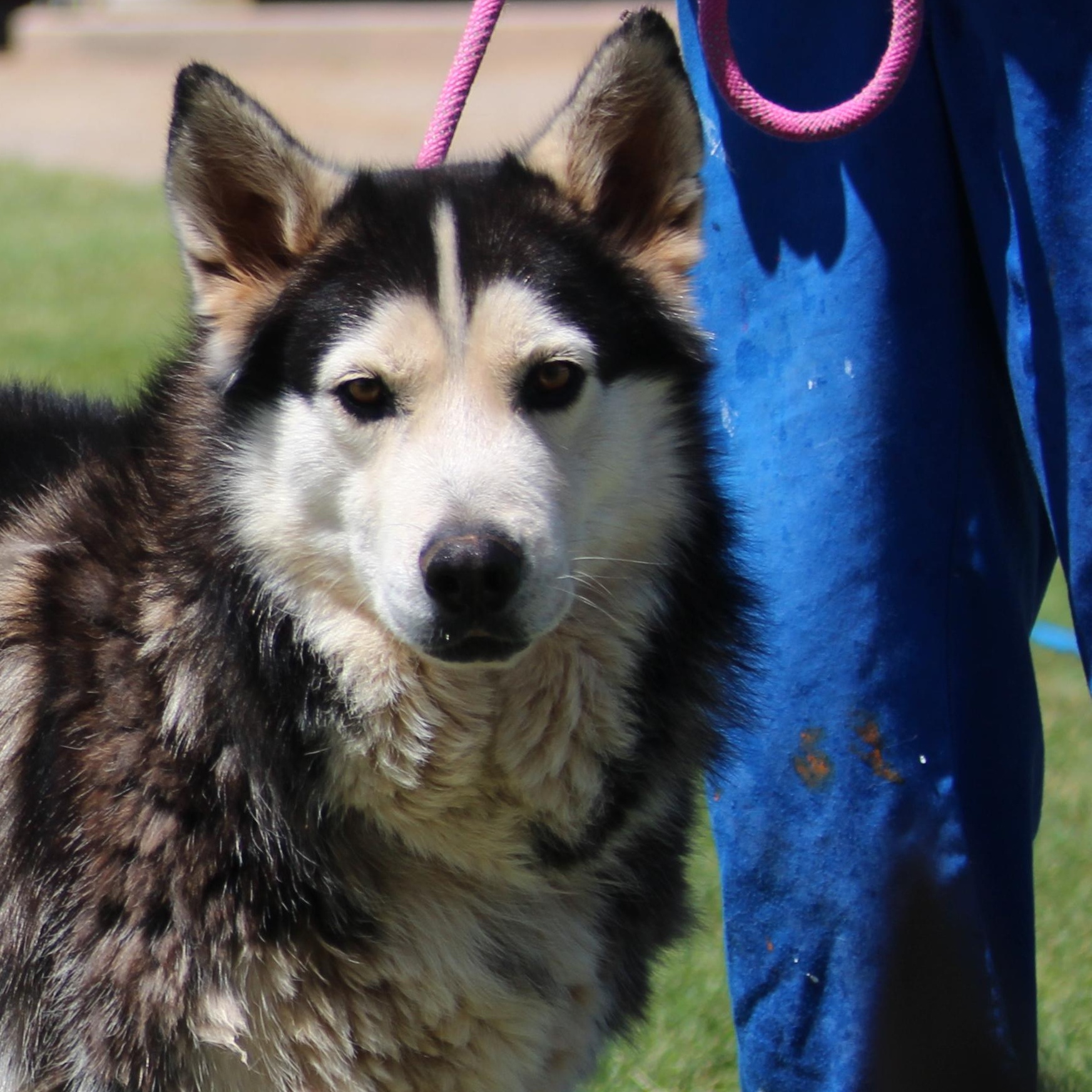 BARNABY, an adoptable Siberian Husky in Pearce, AZ, 85625 | Photo Image 4