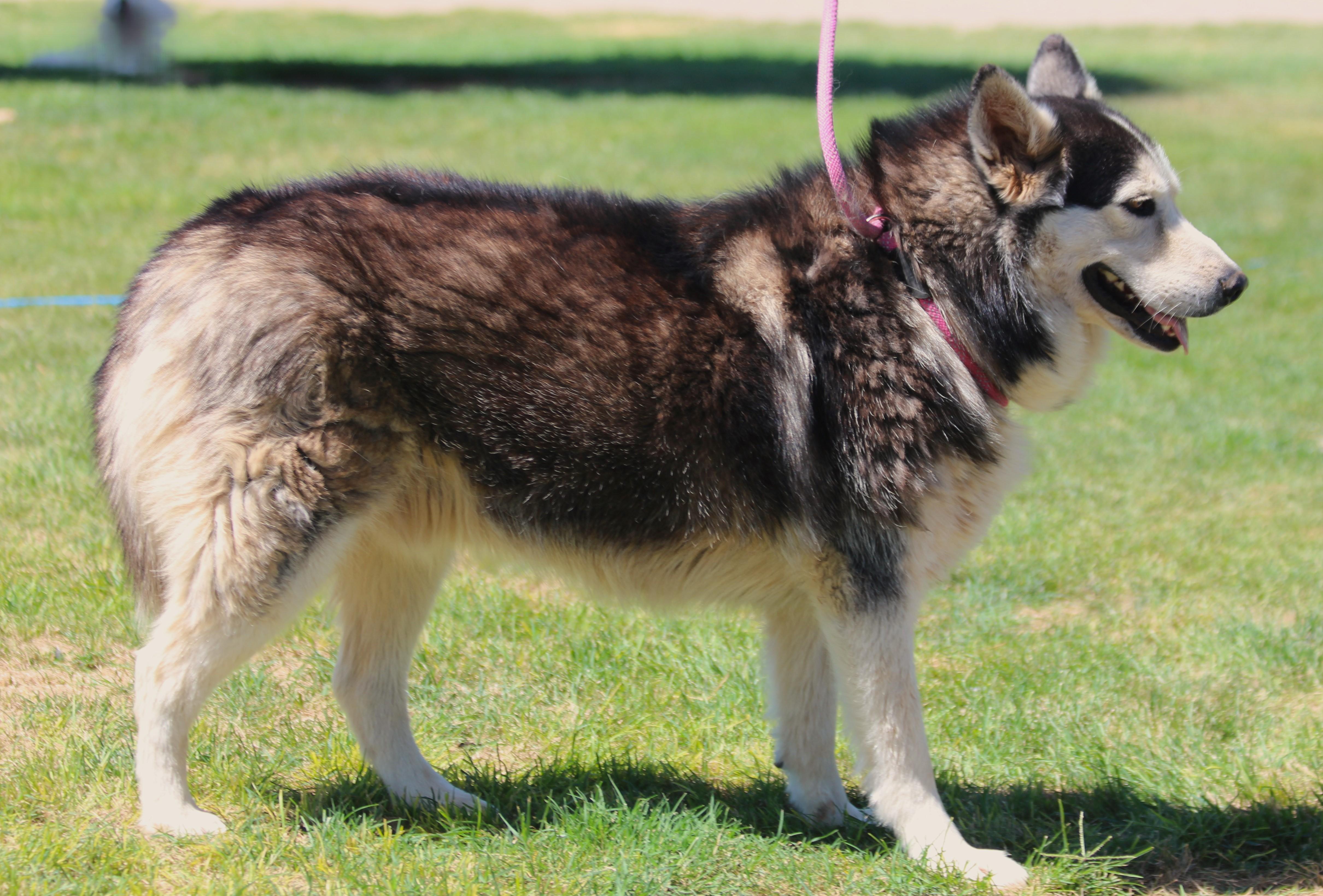 BARNABY, an adoptable Siberian Husky in Pearce, AZ, 85625 | Photo Image 6