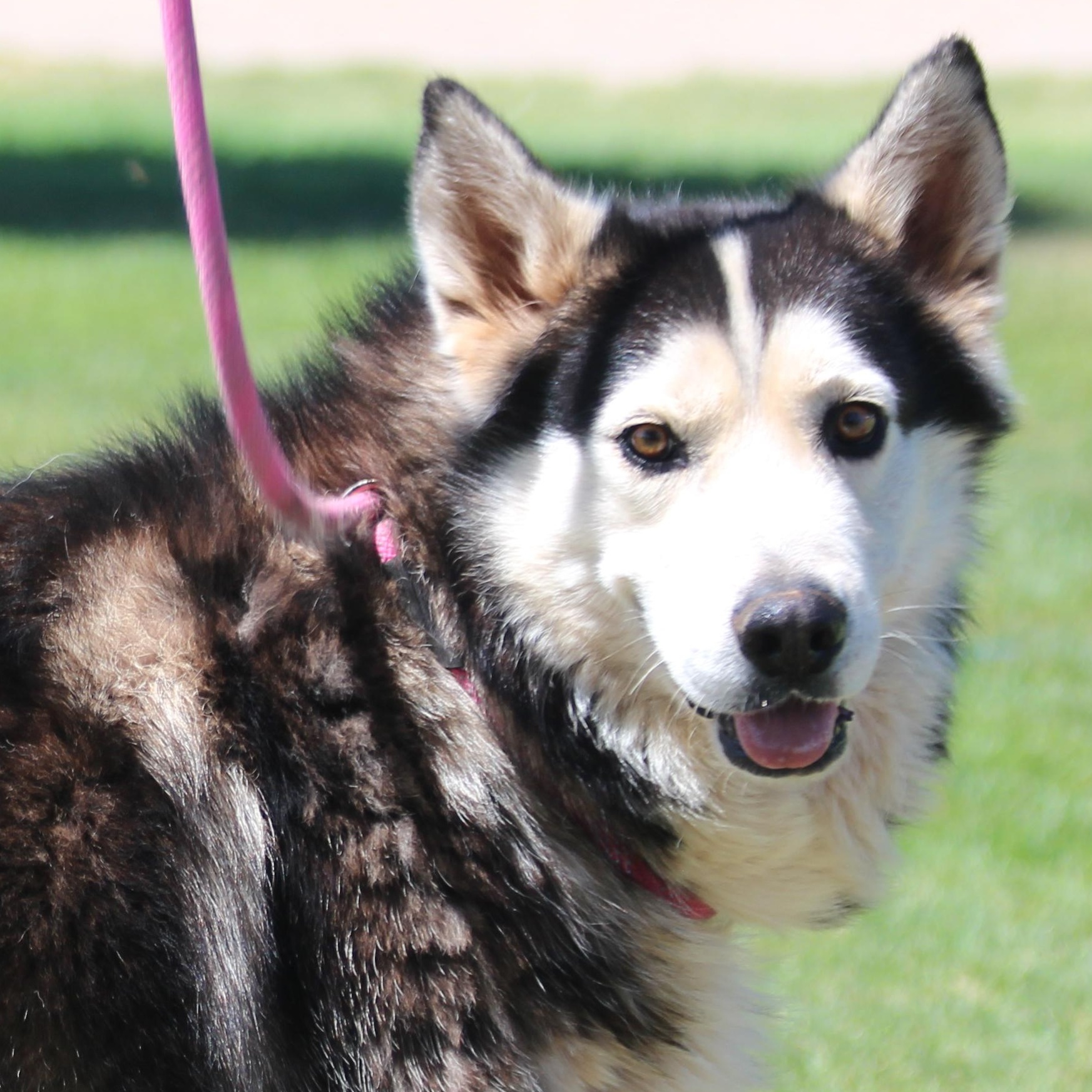 BARNABY, an adoptable Siberian Husky in Pearce, AZ, 85625 | Photo Image 1