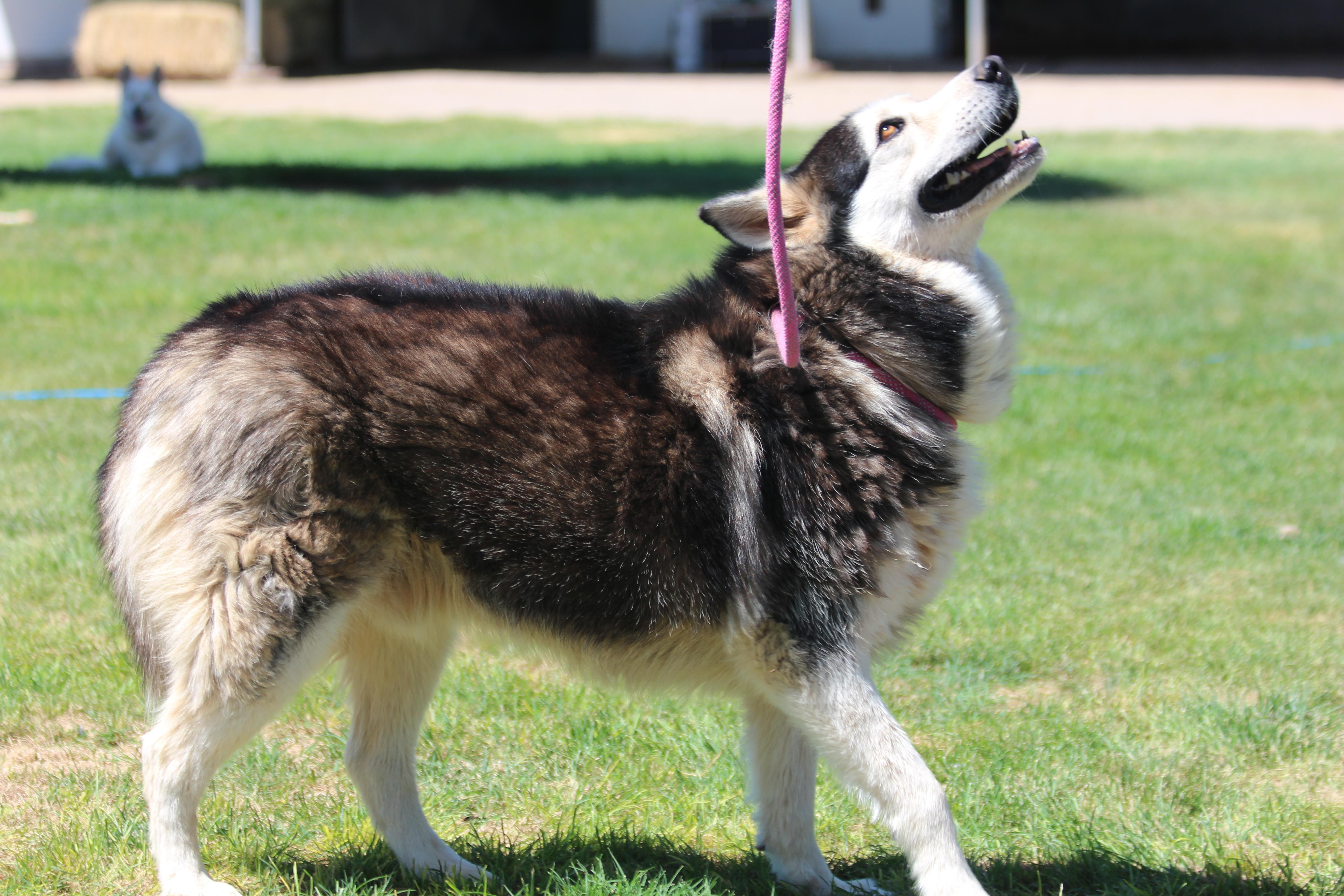 BARNABY, Adoptable, Young Male Siberian Husky.