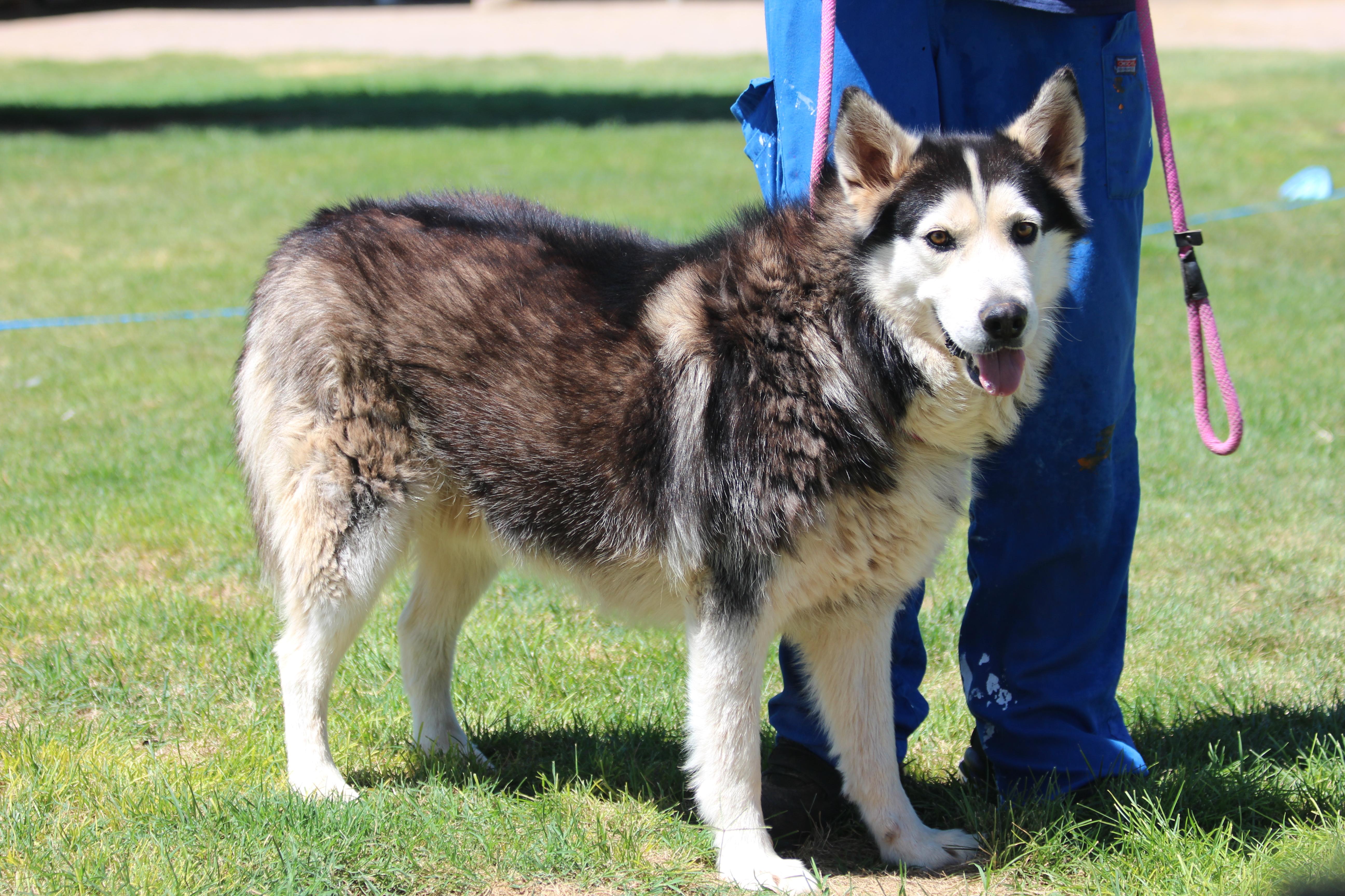 BARNABY, an adoptable Siberian Husky in Pearce, AZ, 85625 | Photo Image 2