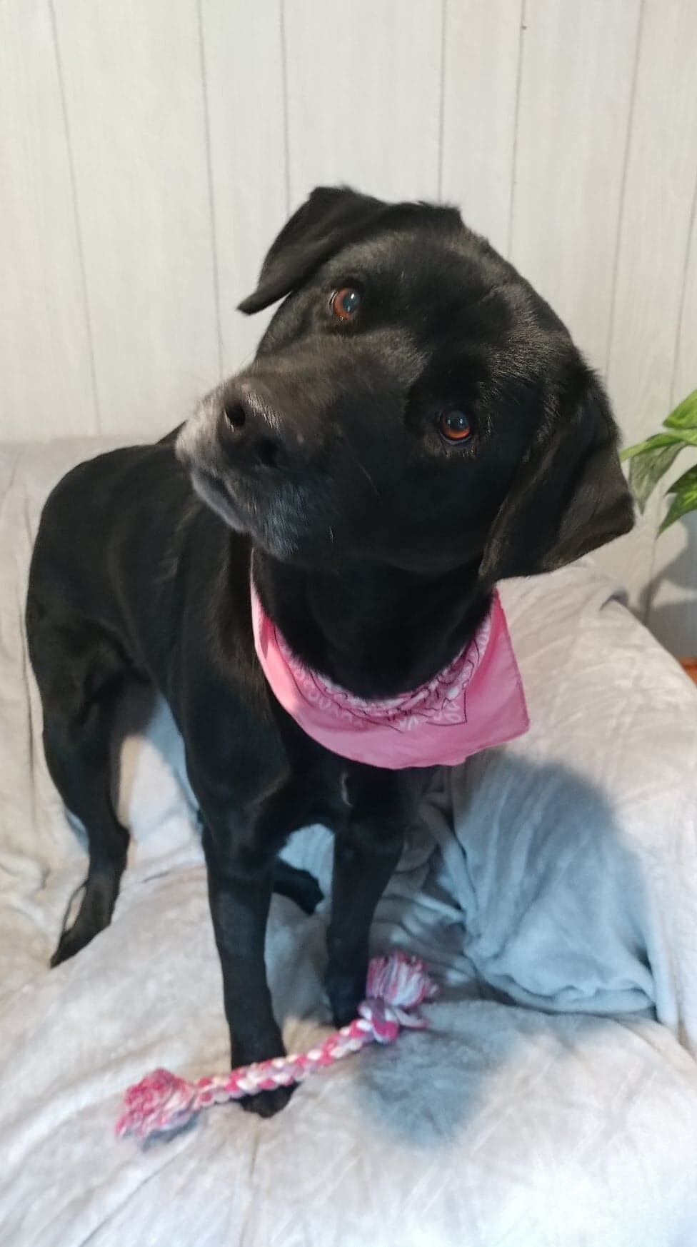 Bella Rose, a Adoptable mixed breed in Ozark, AL image 1/12