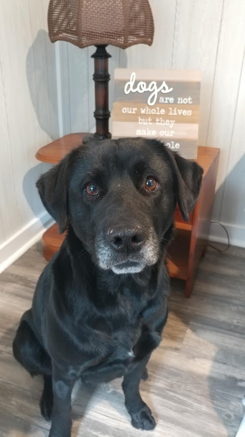 Bella Rose, a Adoptable mixed breed in Ozark, AL image 2/12