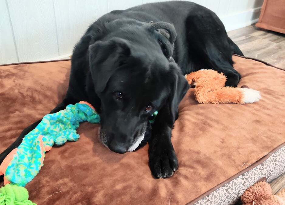 Bella Rose, a Adoptable mixed breed in Ozark, AL image 3/12