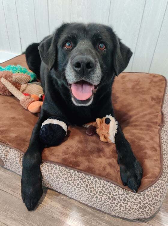 Bella Rose, a Adoptable mixed breed in Ozark, AL image 4/12