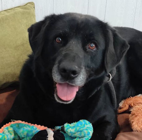 Bella Rose, a Adoptable mixed breed in Ozark, AL image 5/12