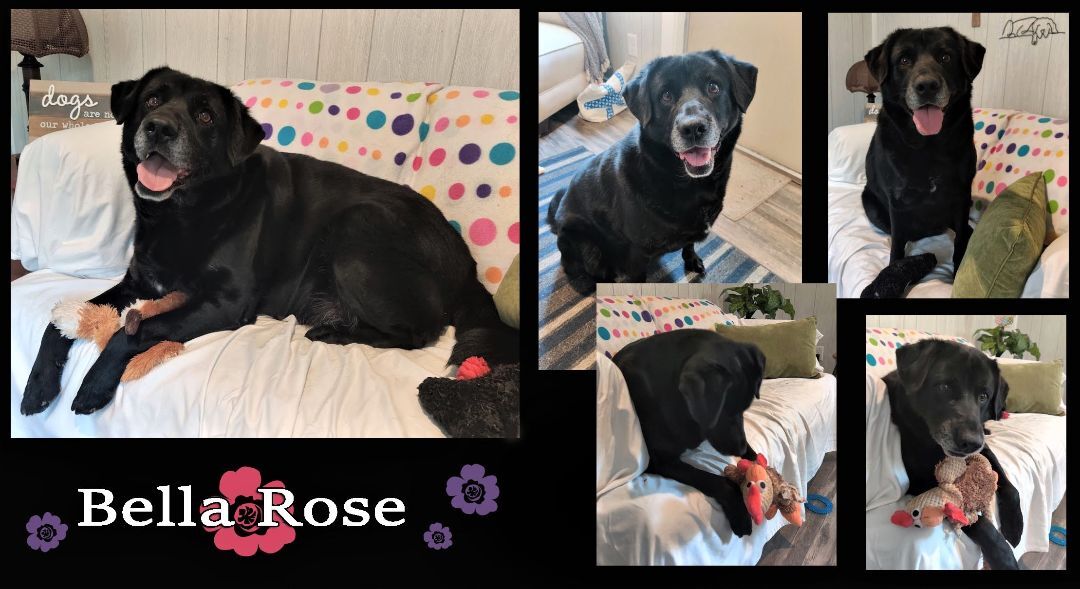 Bella Rose, a Adoptable mixed breed in Ozark, AL image 6/12