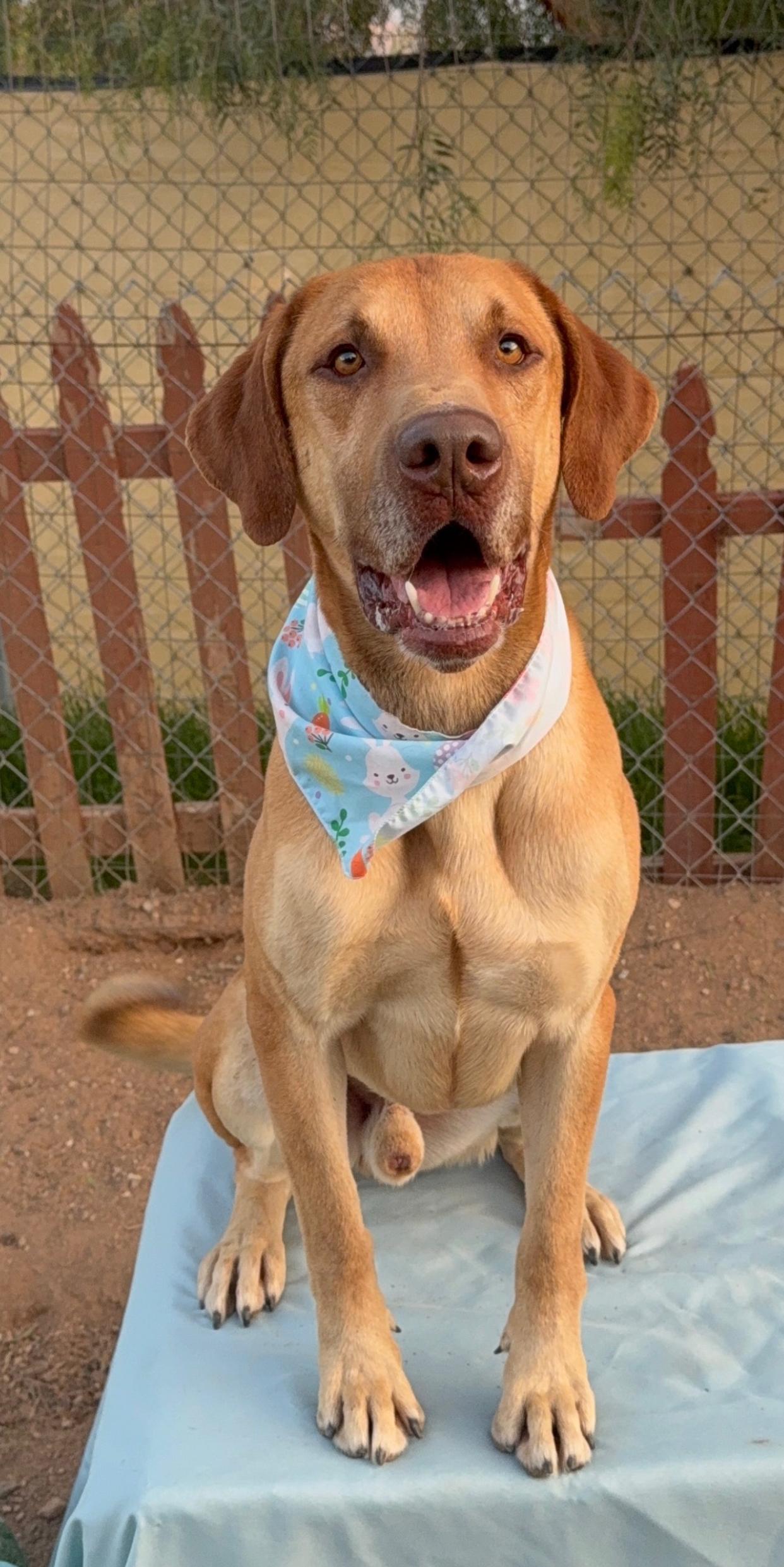Enlarge Arthur, gorgeous labrador hound mix, a Adopted mixed breed in Acton, CA image 1/6