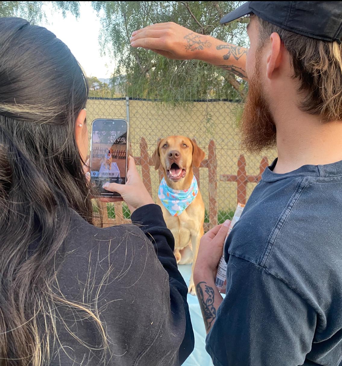 Enlarge Arthur, gorgeous labrador hound mix, a Adopted mixed breed in Acton, CA image 3/6