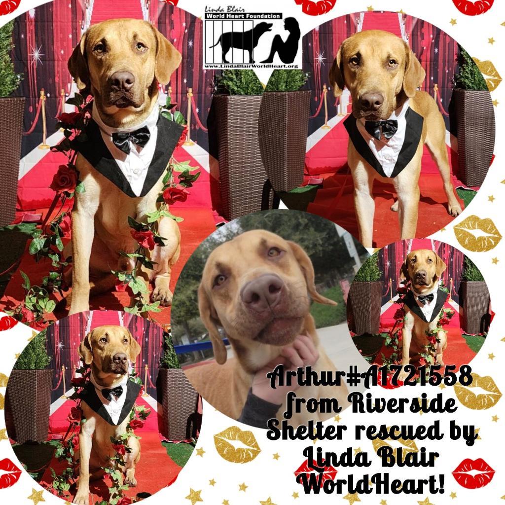 Enlarge Arthur, gorgeous labrador hound mix, a Adopted mixed breed in Acton, CA image 4/6