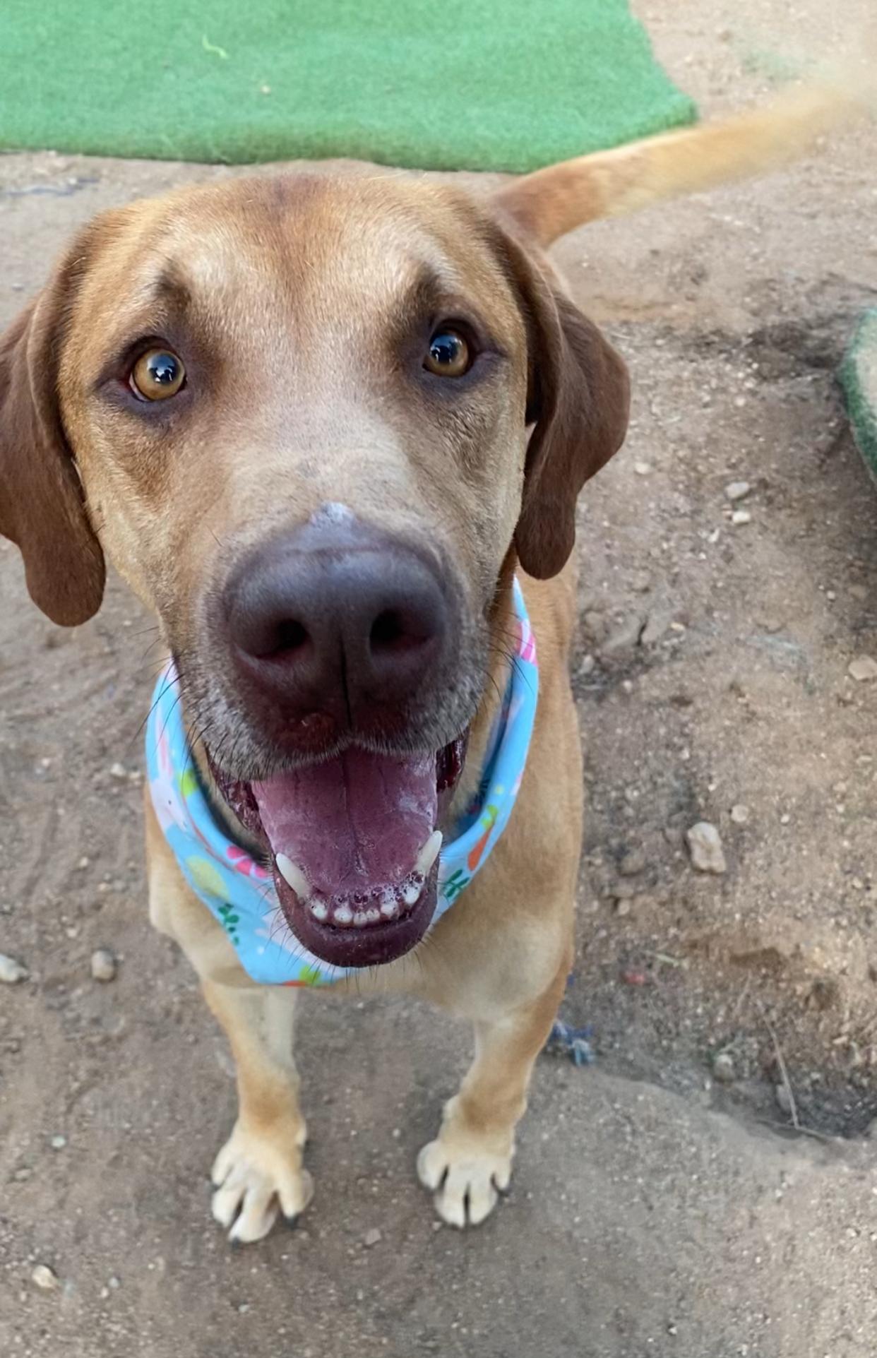 Enlarge Arthur, gorgeous labrador hound mix, a Adopted mixed breed in Acton, CA image 5/6