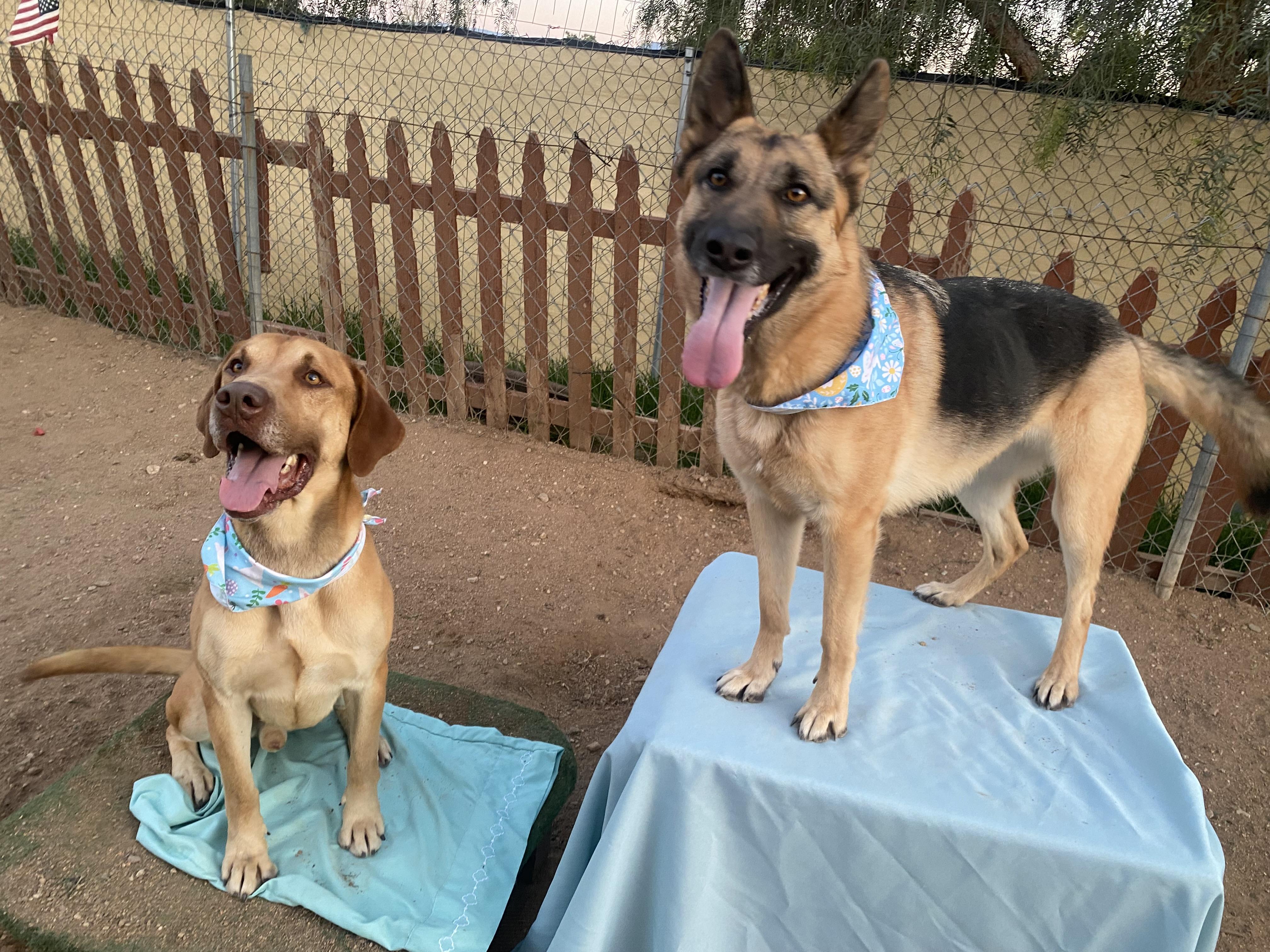 Enlarge Arthur, gorgeous labrador hound mix, a Adopted mixed breed in Acton, CA image 2/6