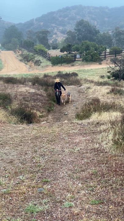 Enlarge Arthur, gorgeous labrador hound mix, a Adopted mixed breed in Acton, CA video 6/6