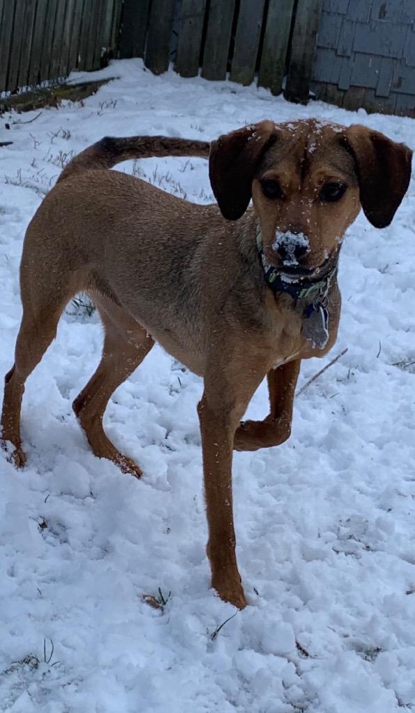 Ivy, Adoptable, Senior Female Hound.
