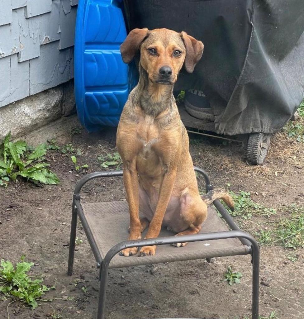Enlarge Ivy, a Adoptable mixed breed in Charlotte, MI image 2/2