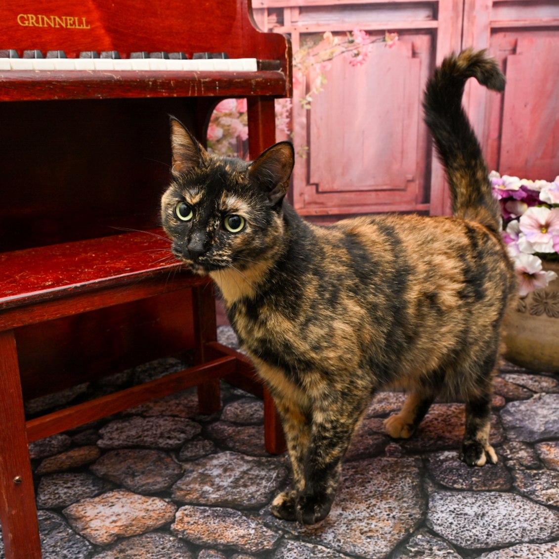 Cat for adoption Mittens, a Domestic Short Hair in Lapeer, MI Petfinder