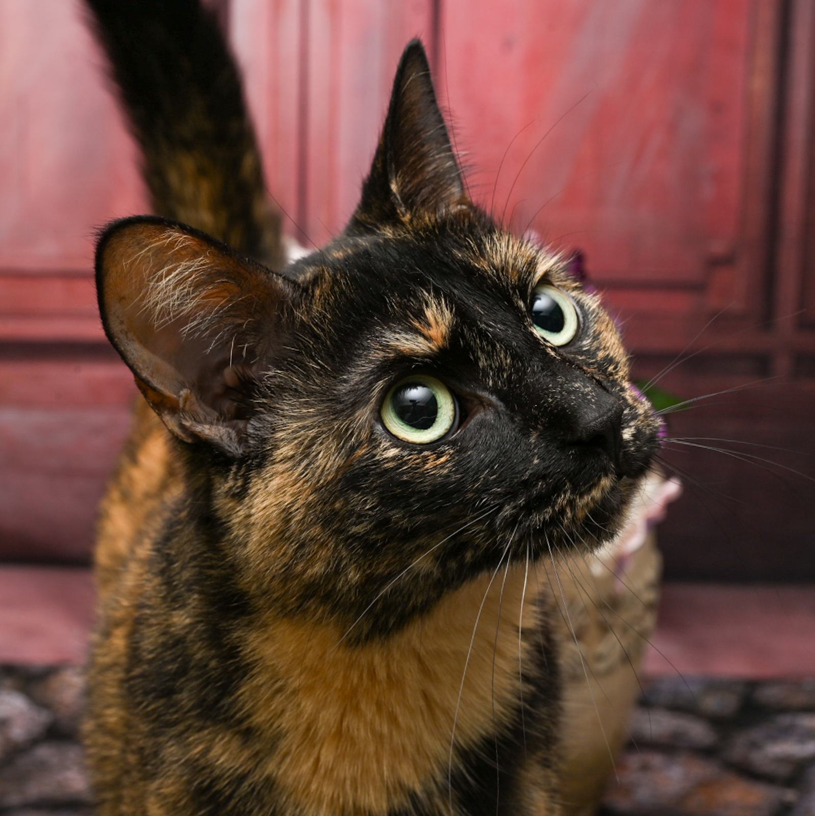 Cat for adoption Mittens, a Domestic Short Hair in Lapeer, MI Petfinder