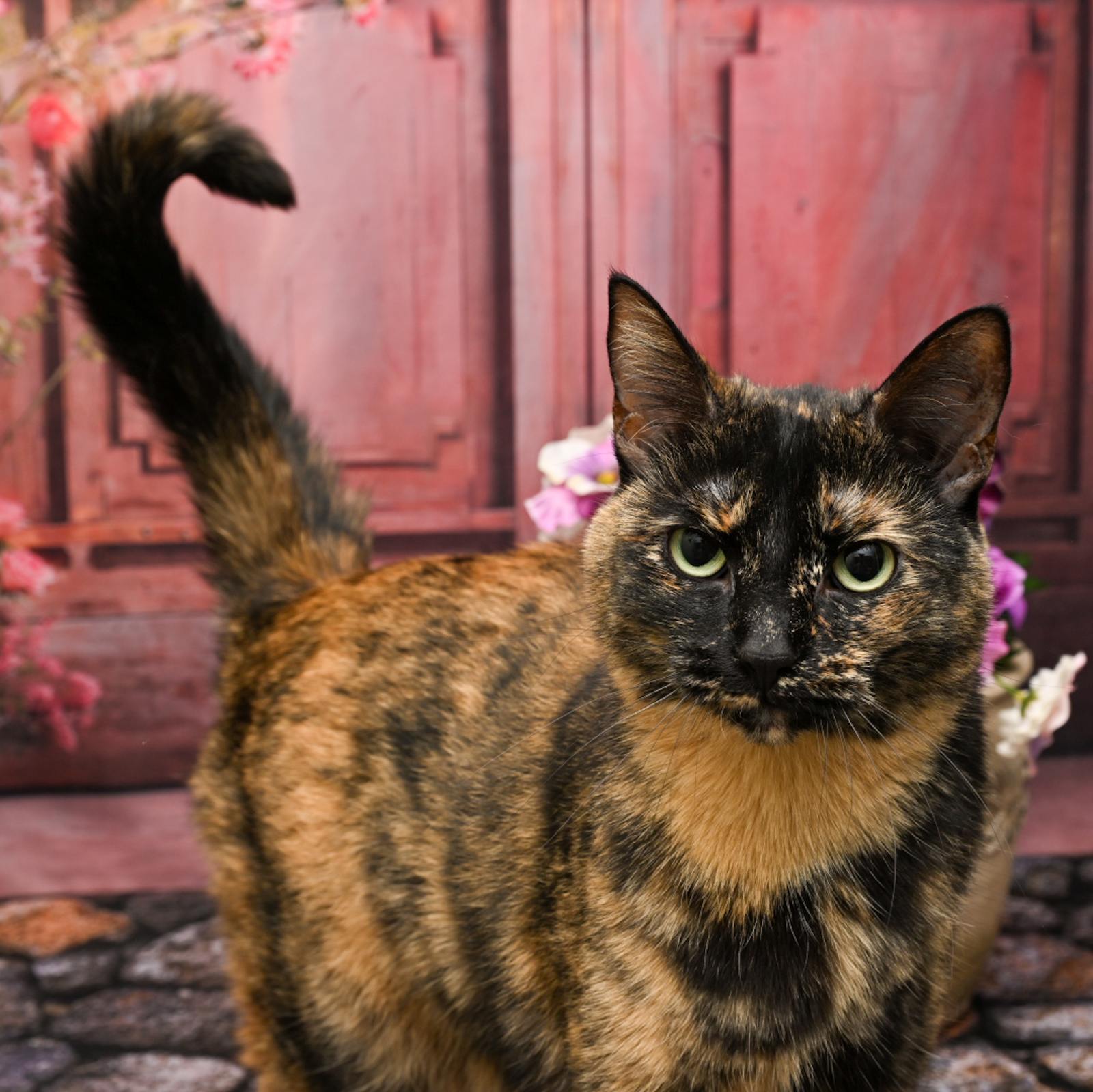 Cat for adoption Mittens, a Domestic Short Hair in Lapeer, MI Petfinder