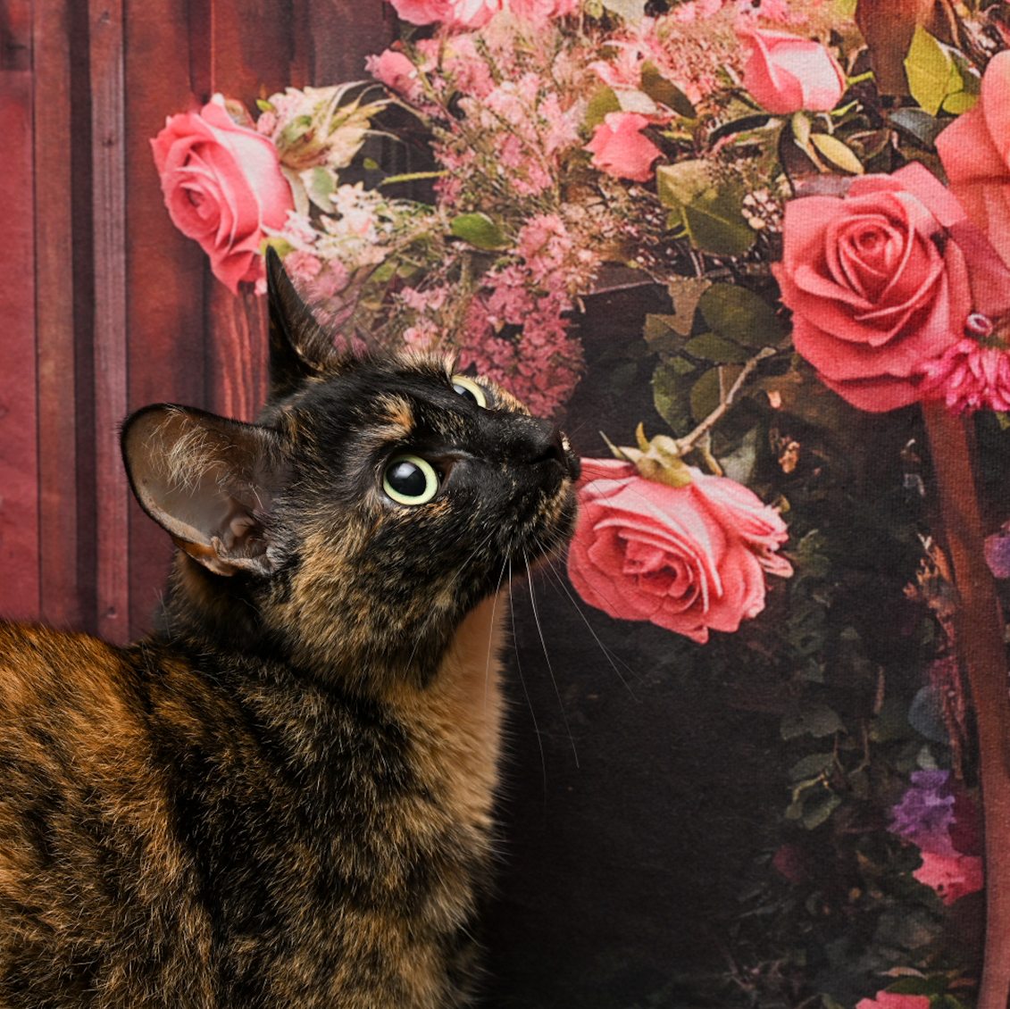 Cat for adoption Mittens, a Domestic Short Hair in Lapeer, MI Petfinder