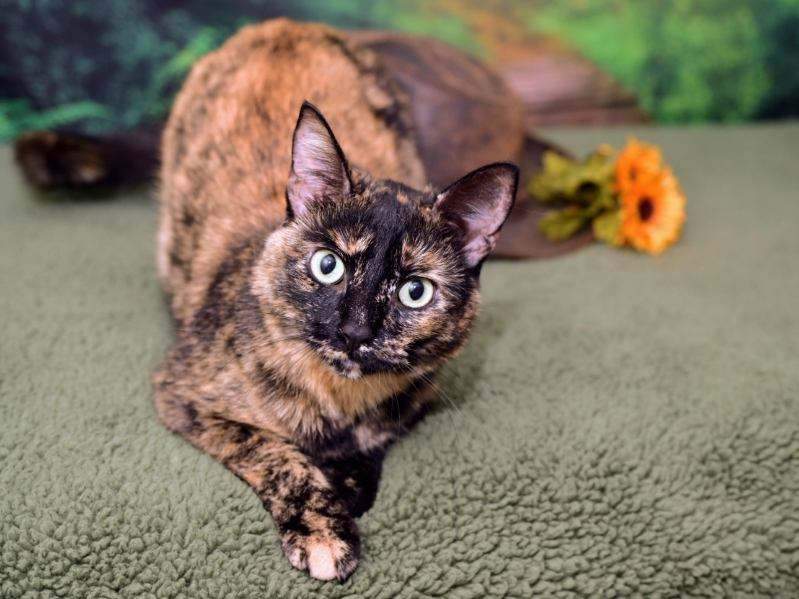 Cat for adoption Mittens, a Domestic Short Hair in Lapeer, MI Petfinder