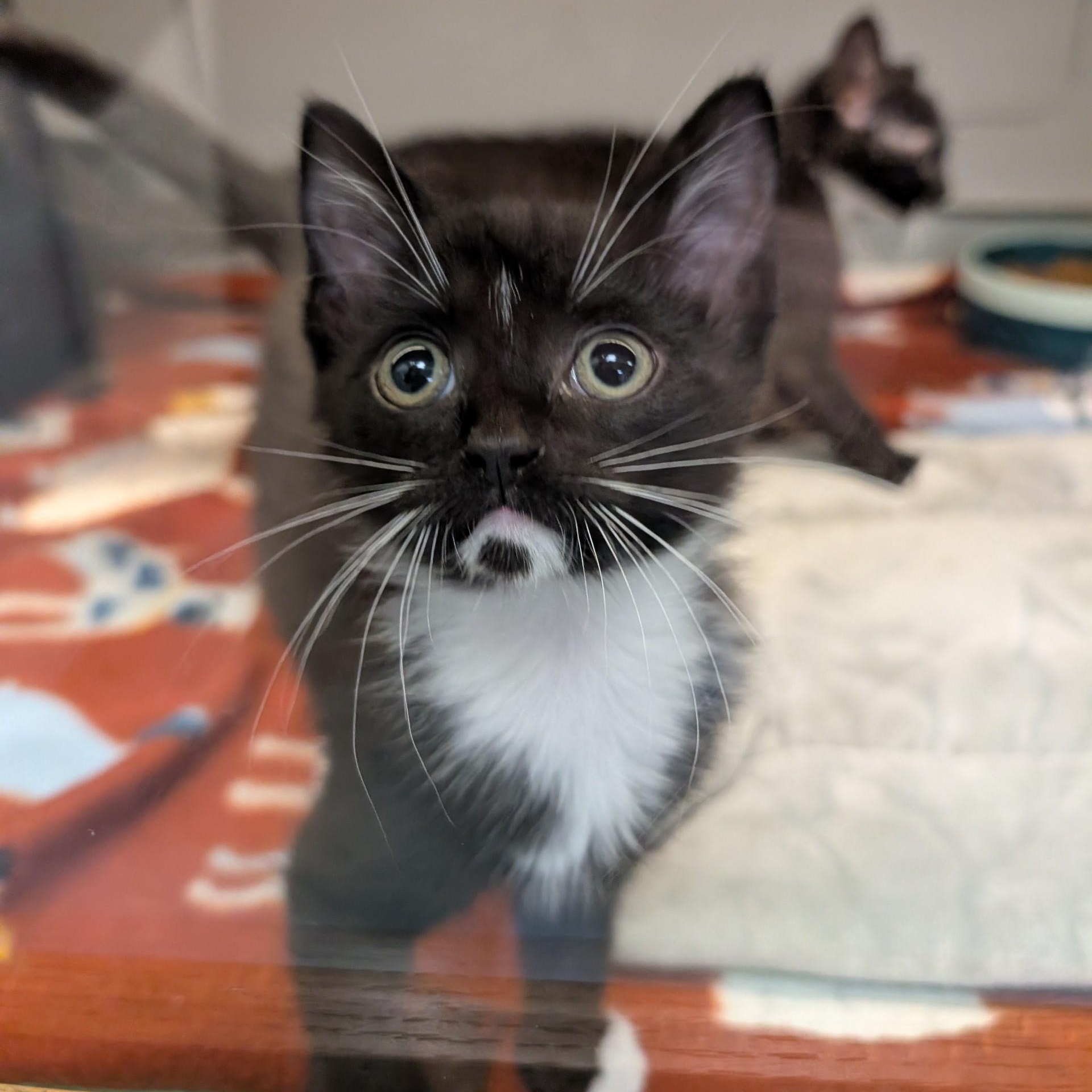 Paprika, ADOPTABLE, Kitten Female Domestic Short Hair.