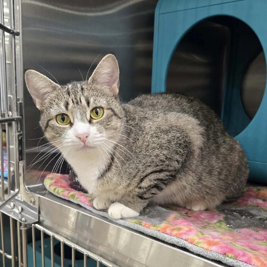 Enlarge Whiskers, a Adoptable Domestic Short Hair in Williston, FL image 2/6