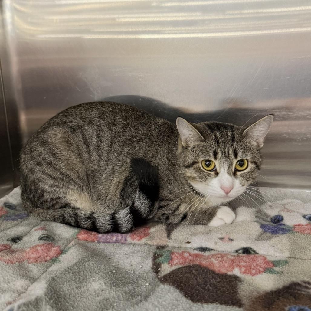 Enlarge Whiskers, a Adoptable Domestic Short Hair in Williston, FL image 3/6