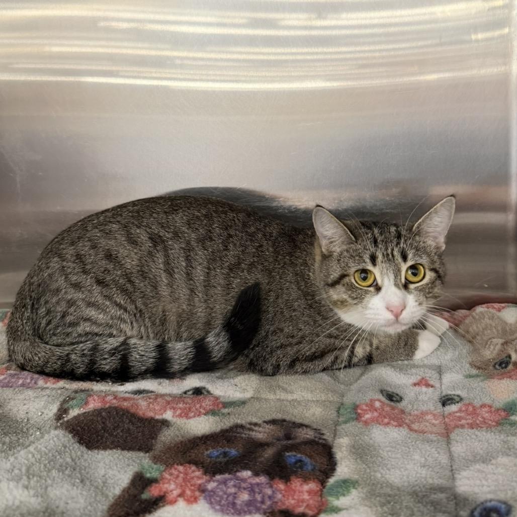 Enlarge Whiskers, a Adoptable Domestic Short Hair in Williston, FL image 4/6