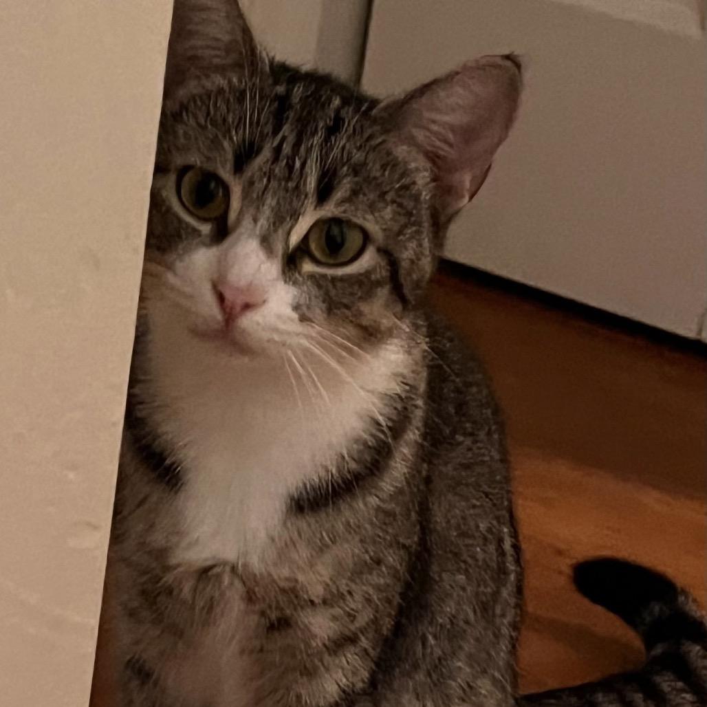 Whiskers, a Adoptable Domestic Short Hair in Williston, FL image 2/5