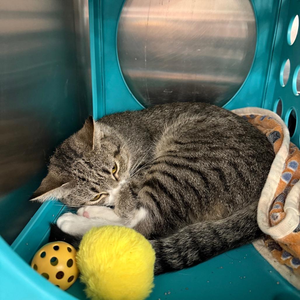 Enlarge Whiskers, a Adoptable Domestic Short Hair in Williston, FL image 6/6