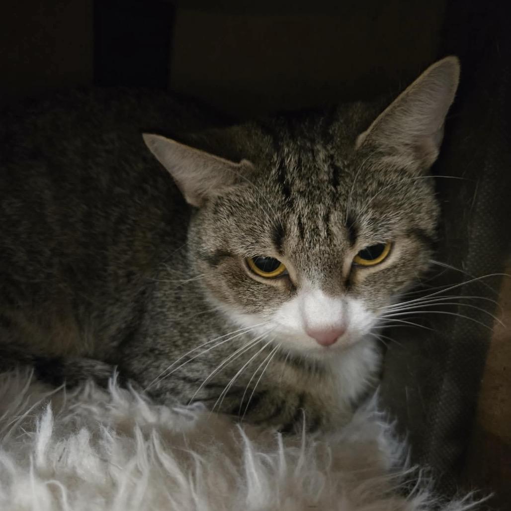 Whiskers, a Adoptable Domestic Short Hair in Williston, FL image 4/5