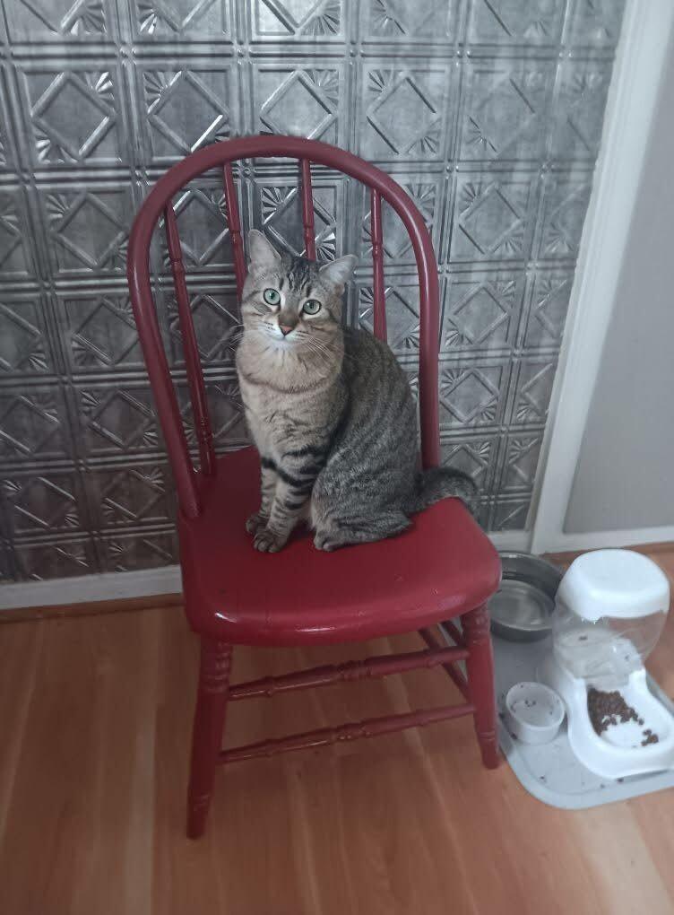 Ardmore, a Adoptable Domestic Short Hair in Grand Rapids, MI image 1/5