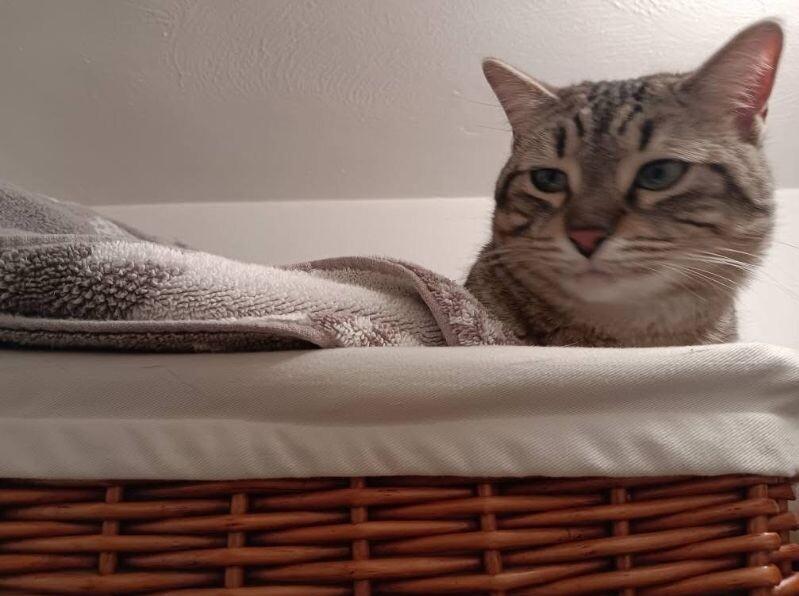 Ardmore, a Adoptable Domestic Short Hair in Grand Rapids, MI image 2/5