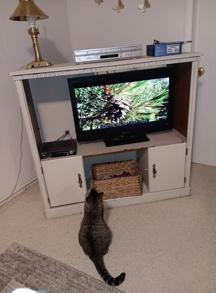 Ardmore, a Adoptable Domestic Short Hair in Grand Rapids, MI image 3/5