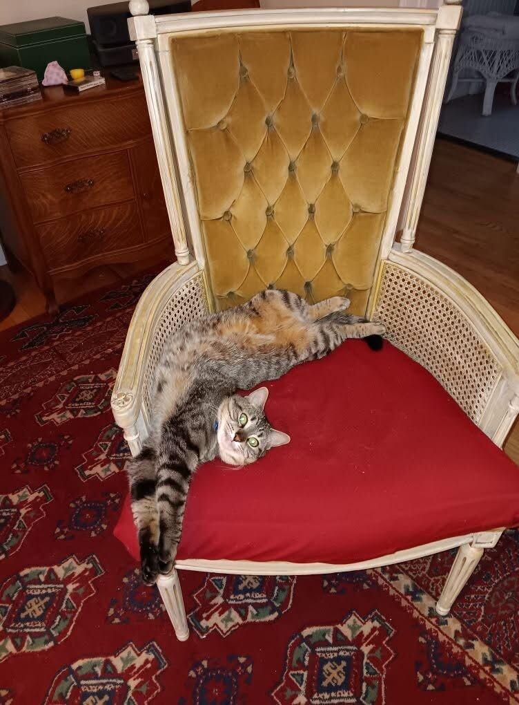 Ardmore, a Adoptable Domestic Short Hair in Grand Rapids, MI image 4/5