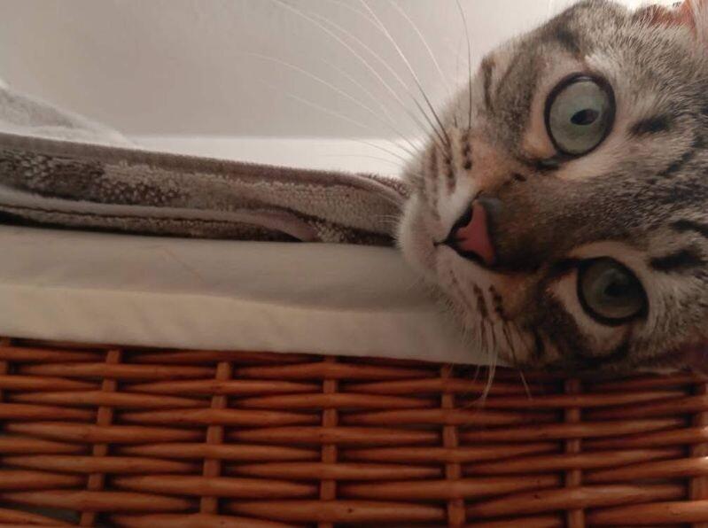 Ardmore, a Adoptable Domestic Short Hair in Grand Rapids, MI image 5/5