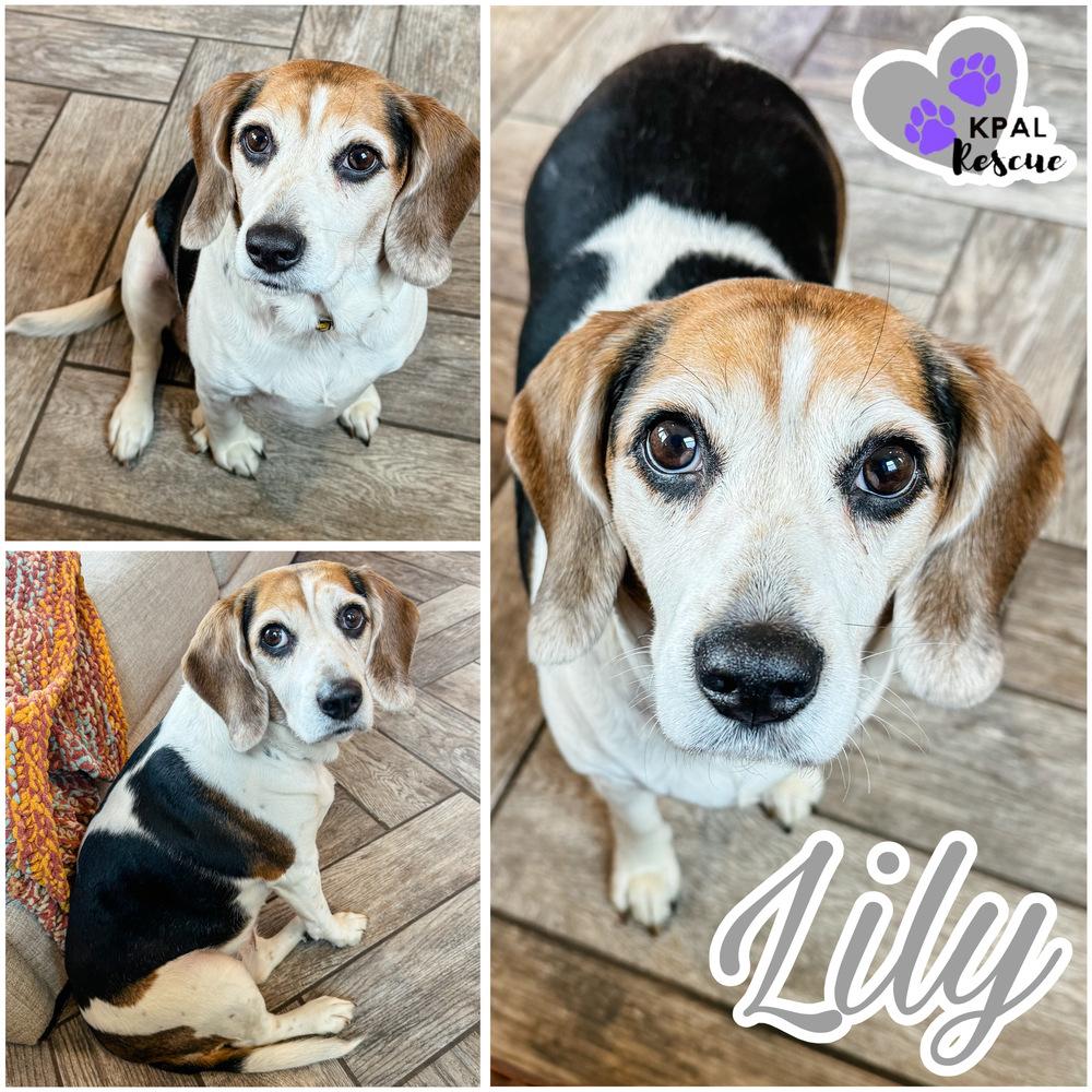 Lily, Adoptable, Adult Female Beagle.