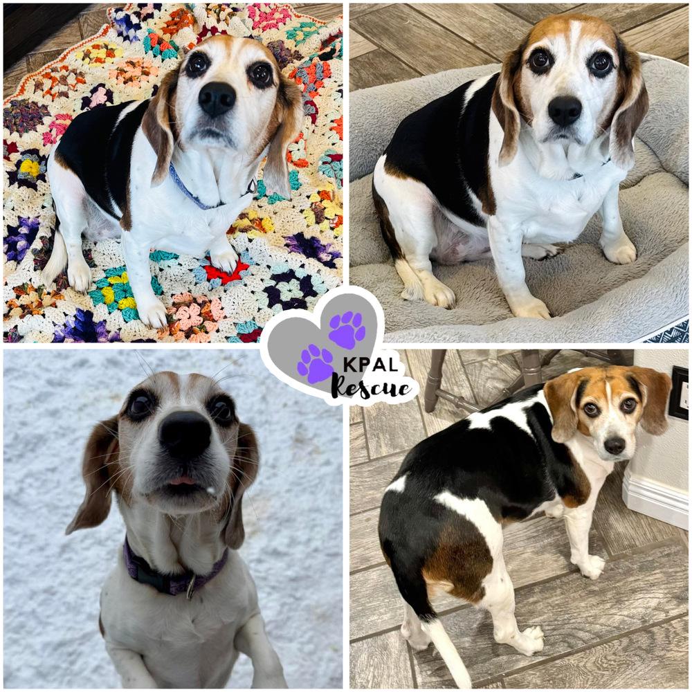 Lily, Adoptable, Adult Female Beagle.