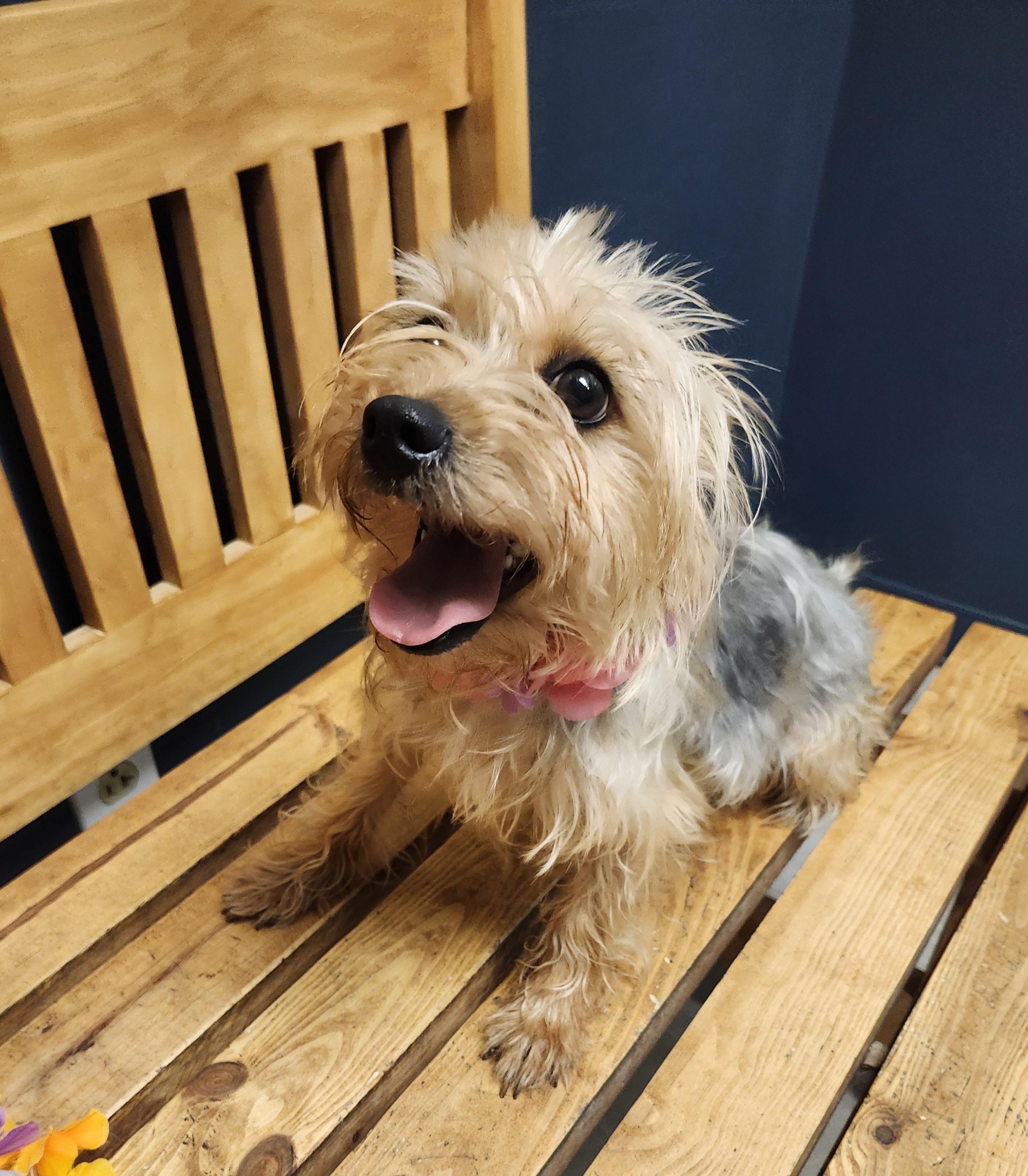 Mino, Adopted, Young Female Yorkshire Terrier.