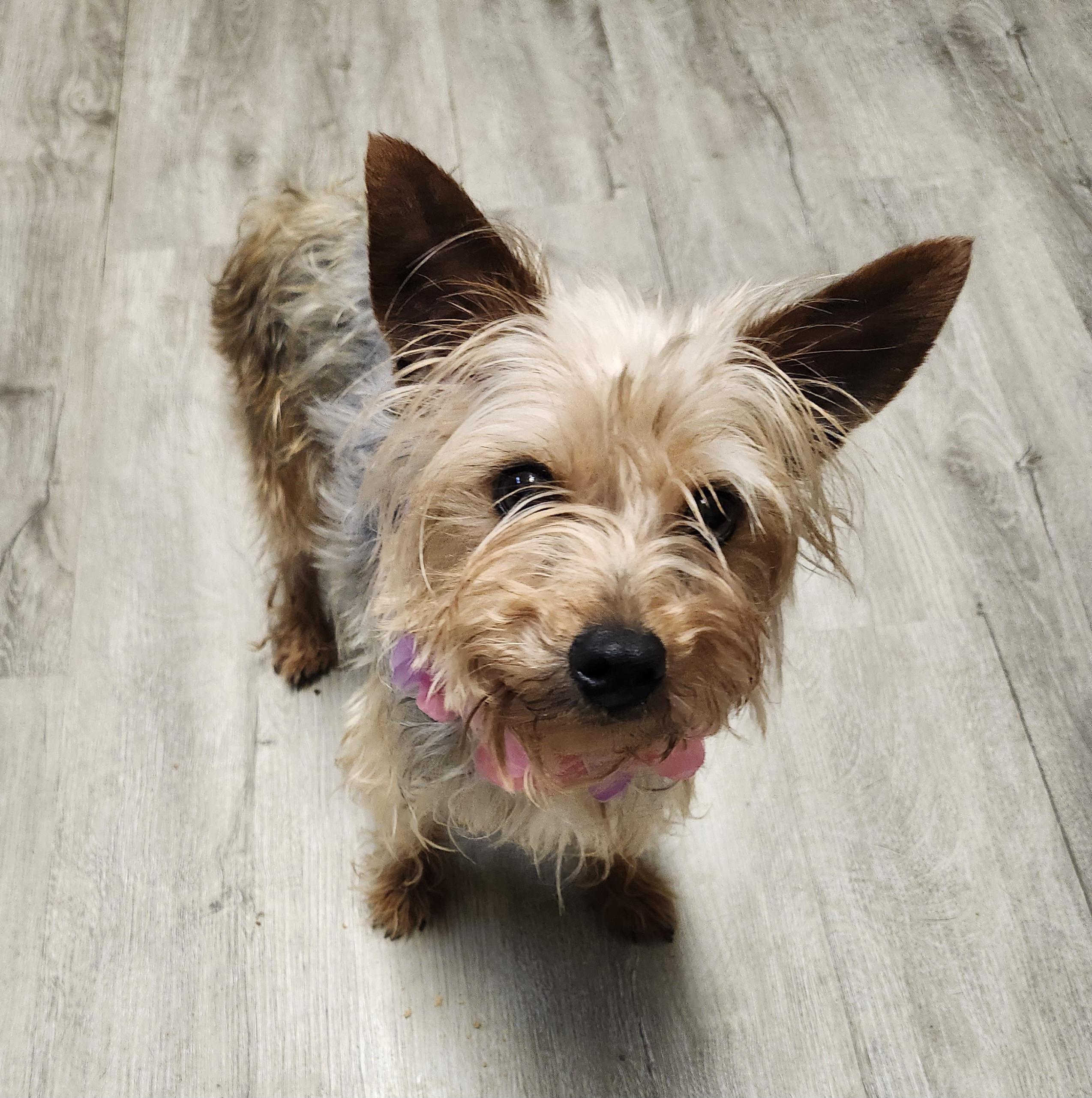 Enlarge Mino, a Adopted mixed breed in Mansfield, OH image 3/4