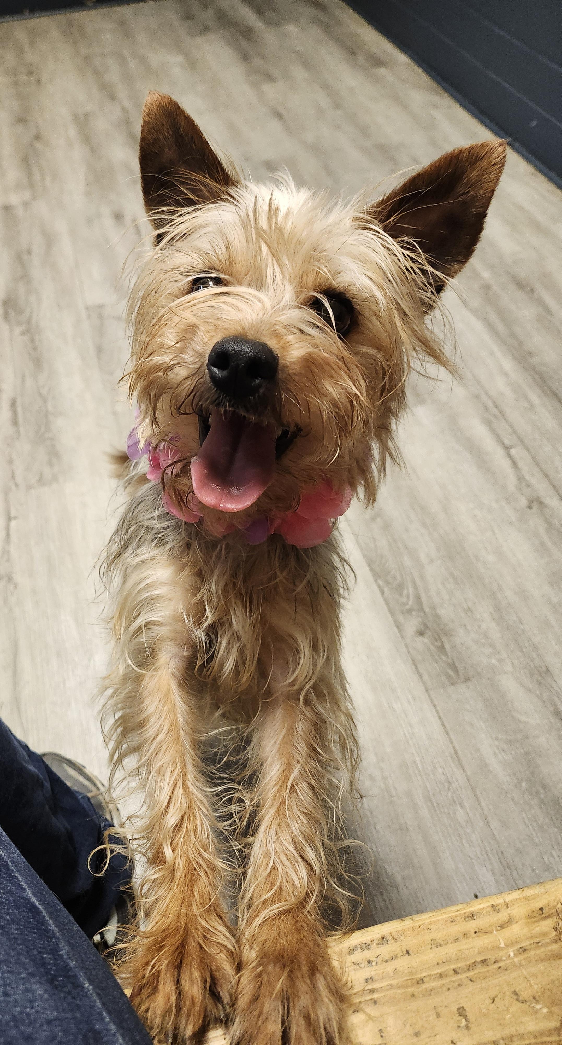 Enlarge Mino, a Adopted mixed breed in Mansfield, OH image 4/4