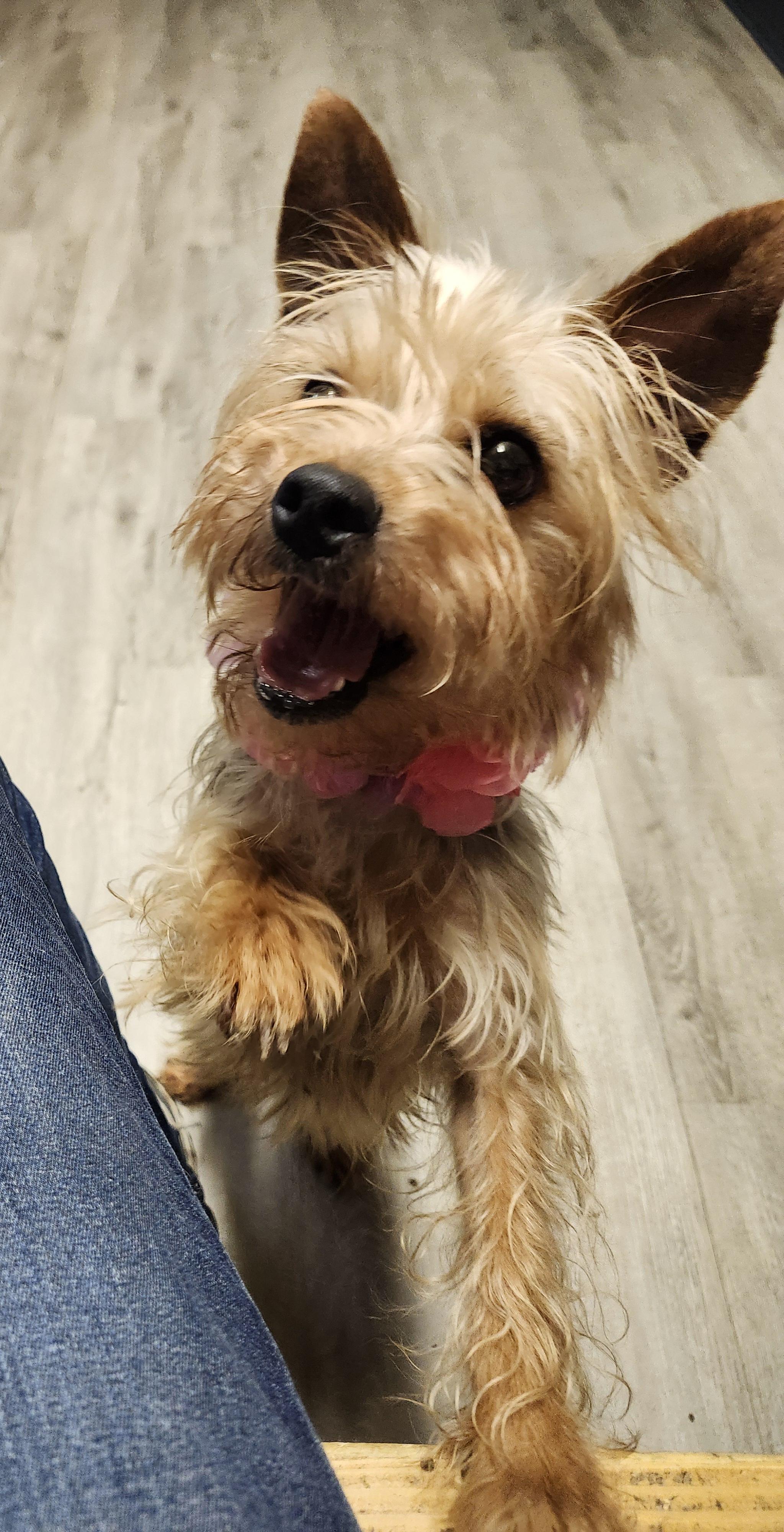 Enlarge Mino, a Adopted mixed breed in Mansfield, OH image 2/4