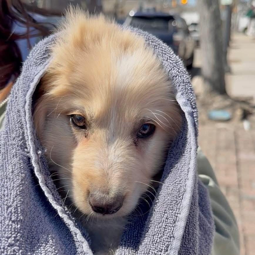 Enlarge Reef, a ADOPTABLE mixed breed in Yaphank, NY image 6/6