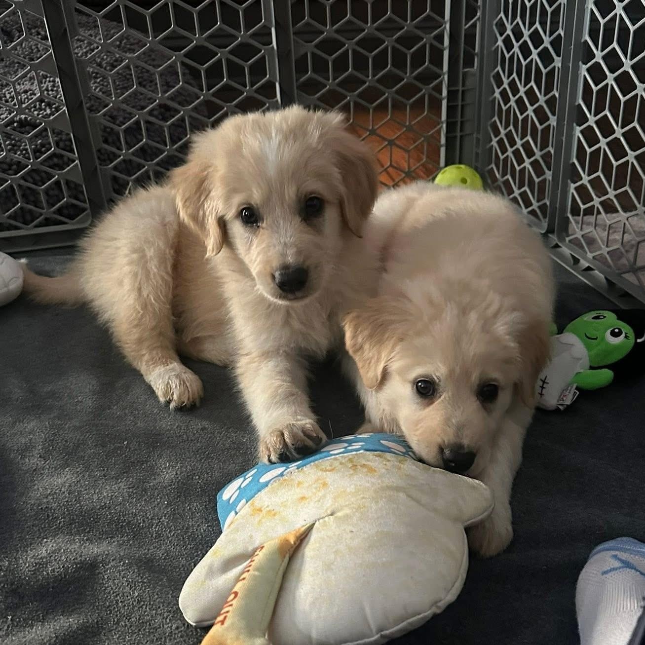 Enlarge Reef, a ADOPTABLE mixed breed in Yaphank, NY image 5/6