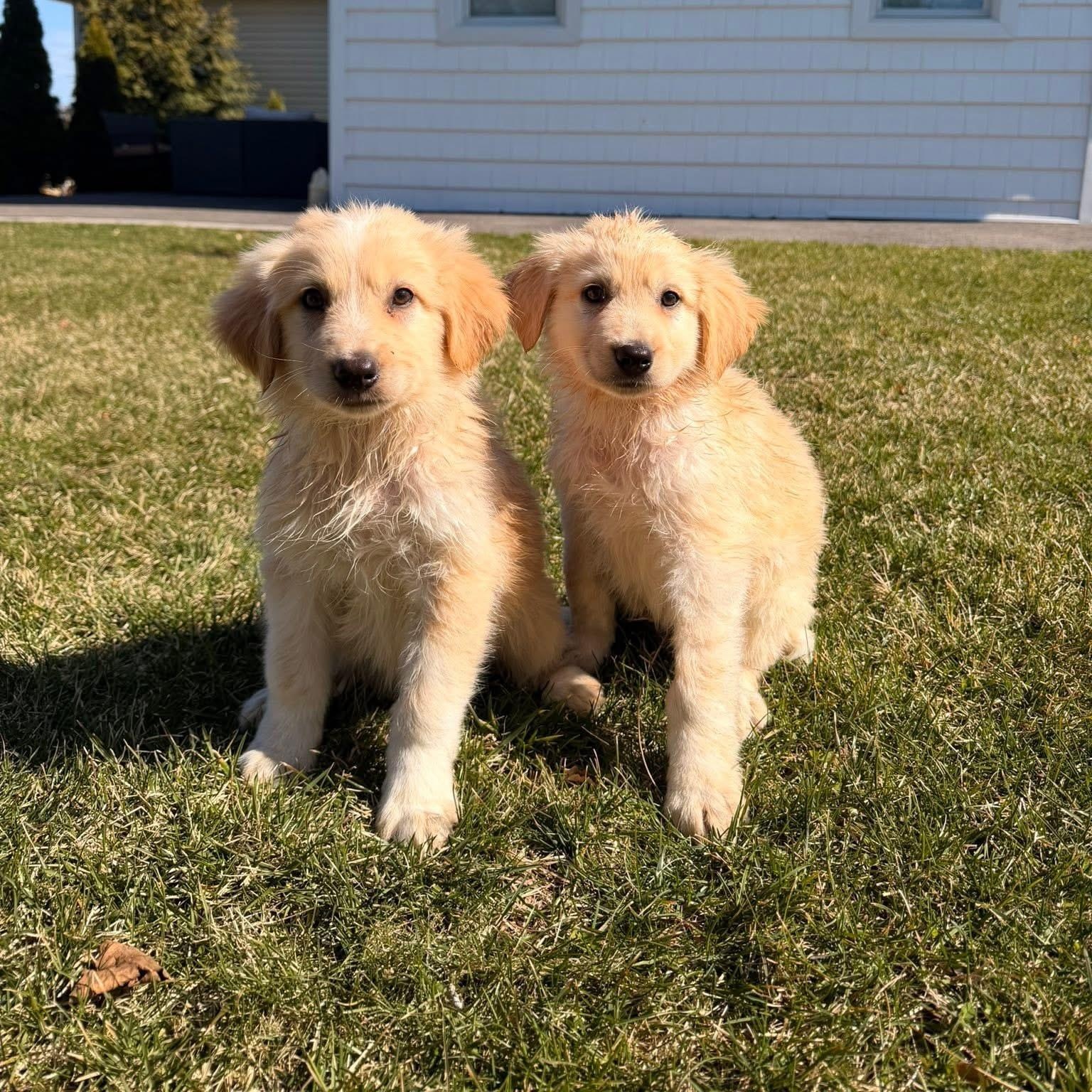 Enlarge Reef, a ADOPTABLE mixed breed in Yaphank, NY image 4/6