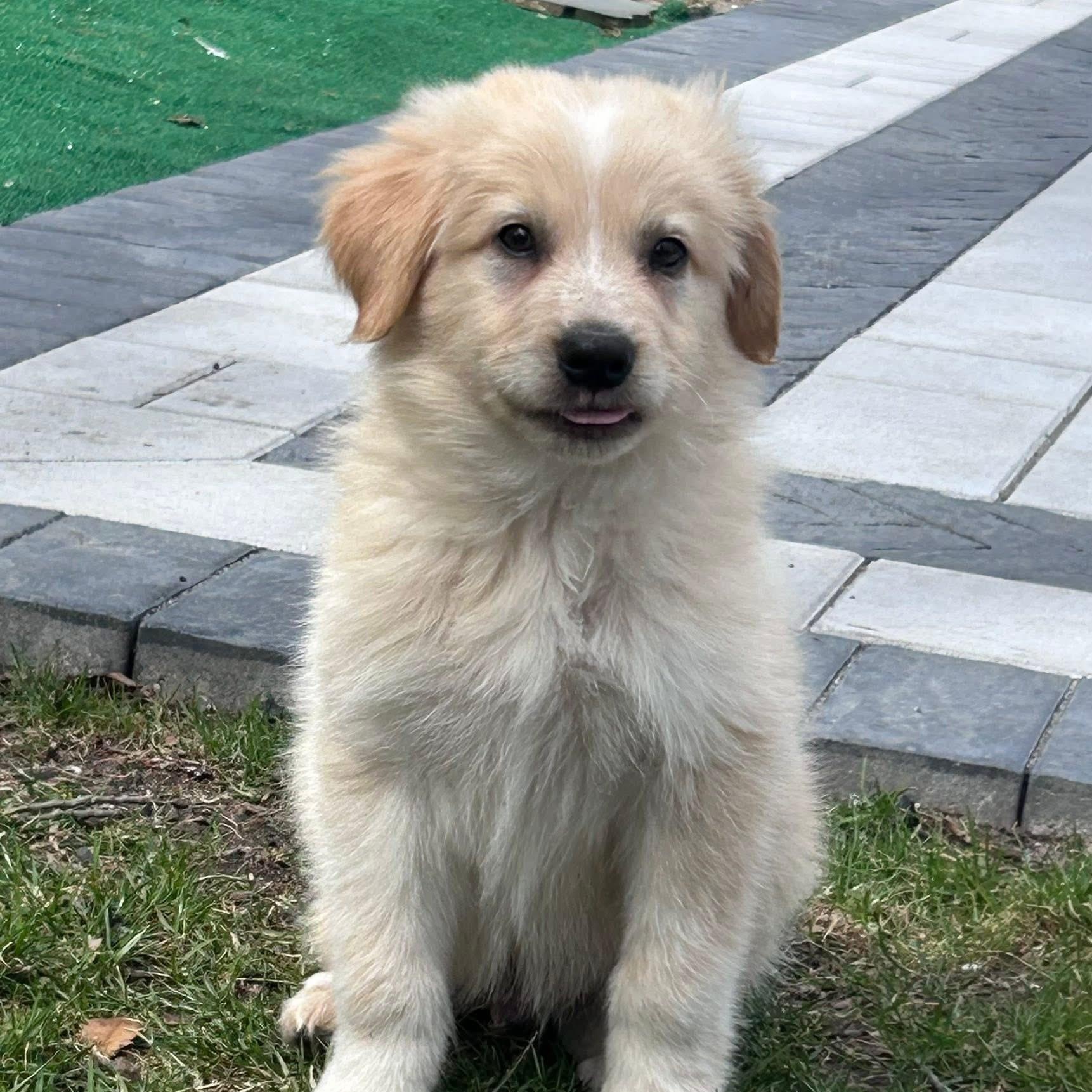 Enlarge Reef, a ADOPTABLE mixed breed in Yaphank, NY image 1/6