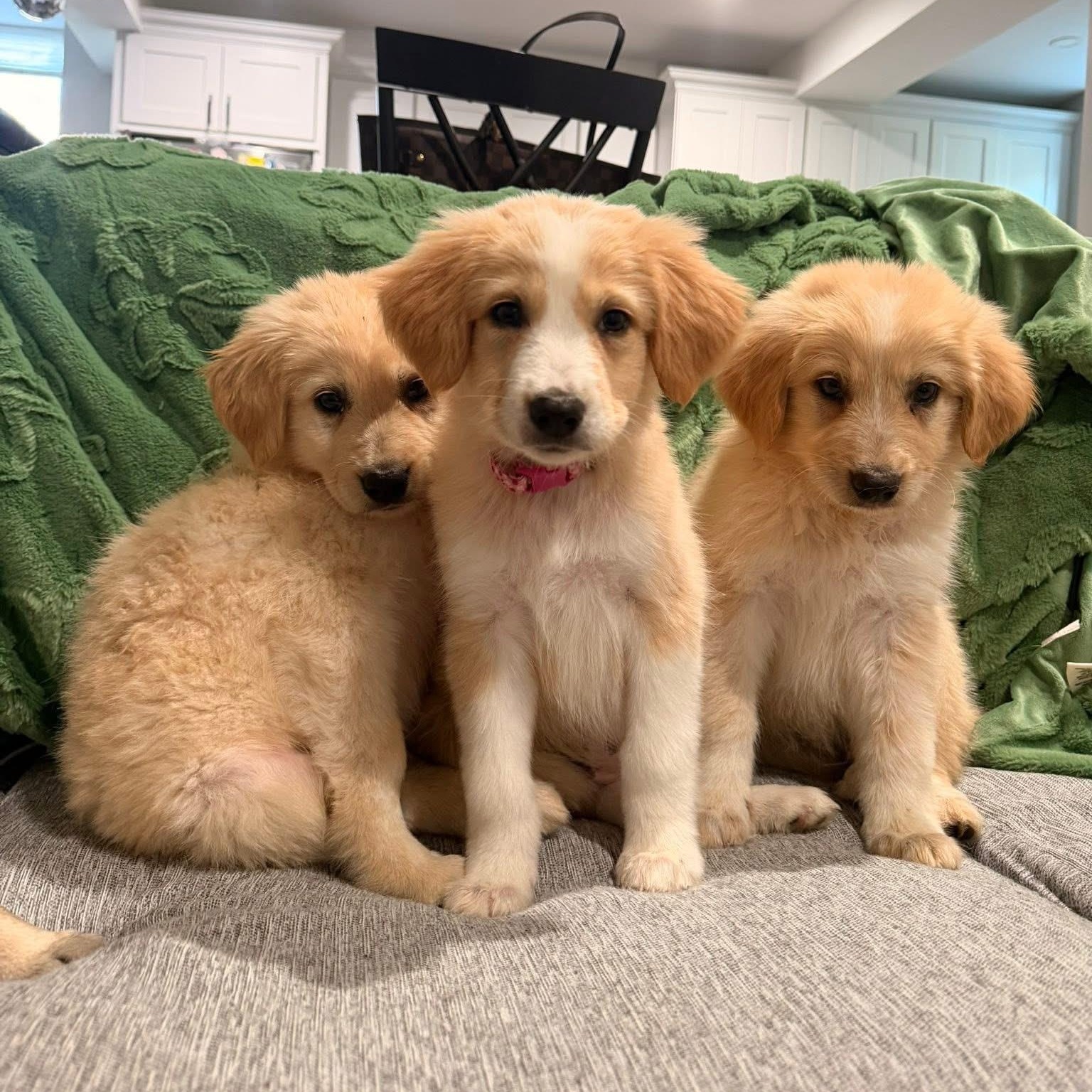 Enlarge Reef, a ADOPTABLE mixed breed in Yaphank, NY image 3/6