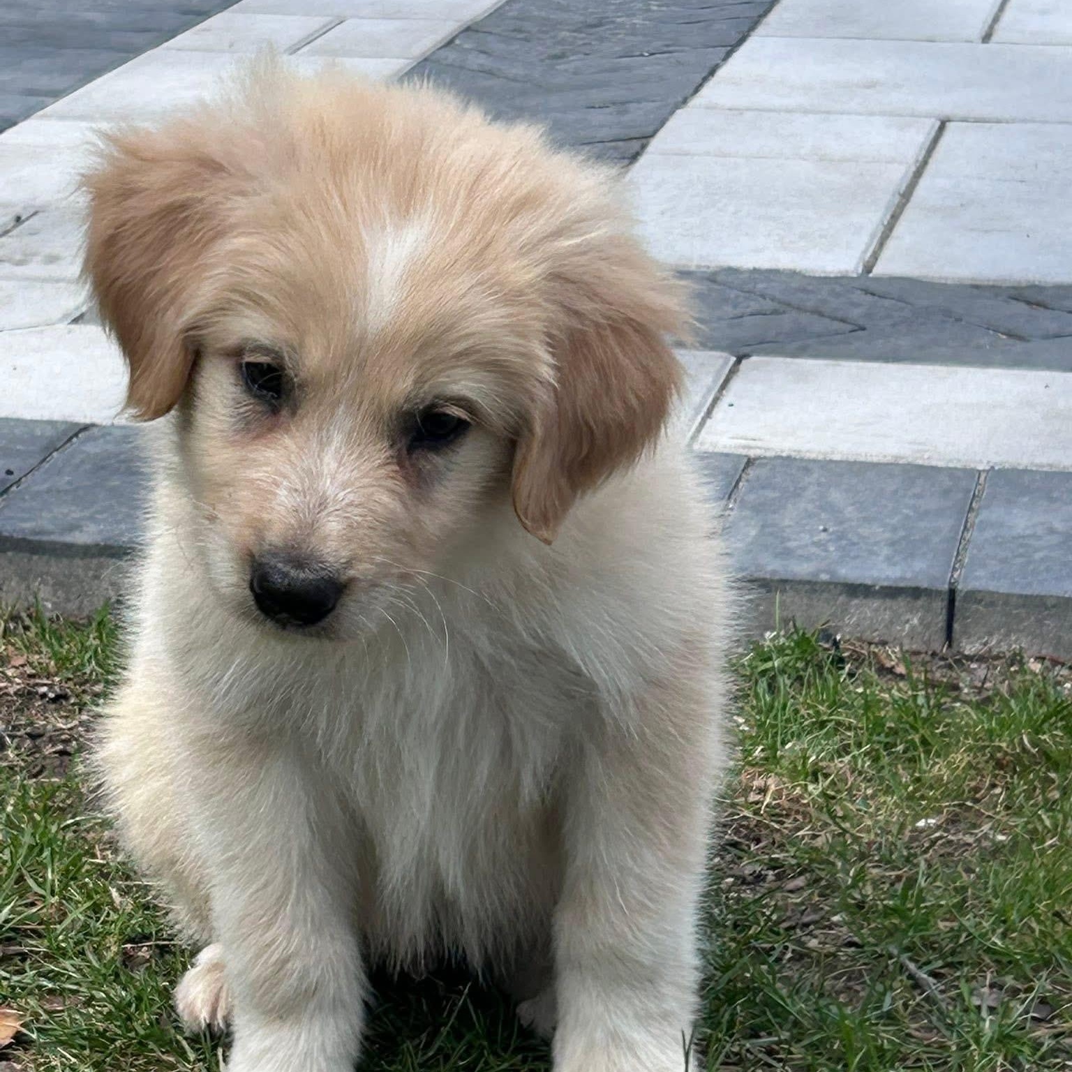 Enlarge Reef, a ADOPTABLE mixed breed in Yaphank, NY image 2/6