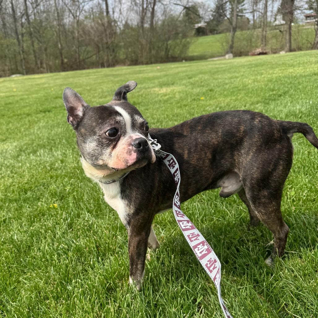 Benji, Adoptable, Senior Male Boston Terrier.